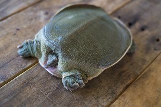 すっぽん 健康食品.jpg
